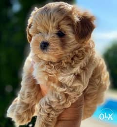 Maltipoo - Golden Color puppies available in store/ delivery كلاب 0