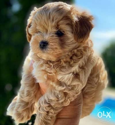 Maltipoo - Golden Color puppies available in store/ delivery كلاب