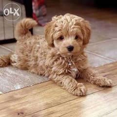 Maltipoo