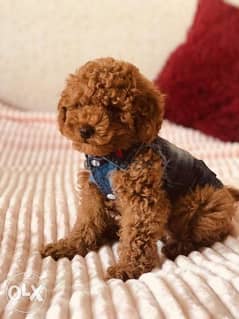 The Toy Poodle/ available in store/ delivery/ dog كلاب