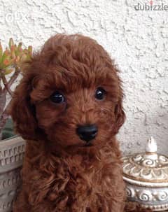 Poodle - Puppies Red Available - Super Cute dog puppies كلاب