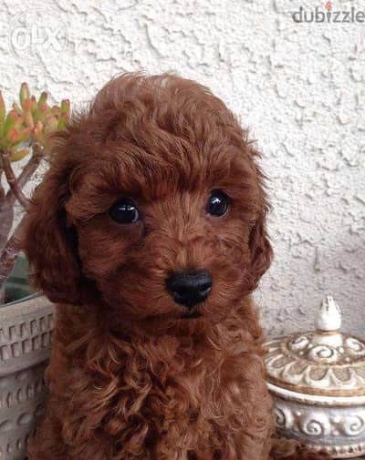 Poodle Puppies Red Available in store - Super Cute dog puppies كلاب