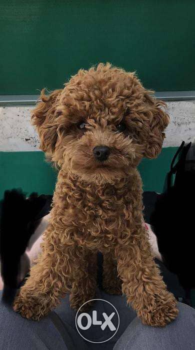 Red Toy Poodle - Highly Intelligent dog كلاب 0