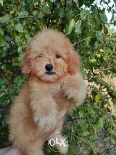 Maltipoo