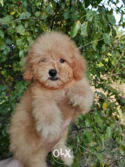 Maltipoo