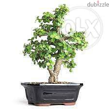 Jade bonsai 0