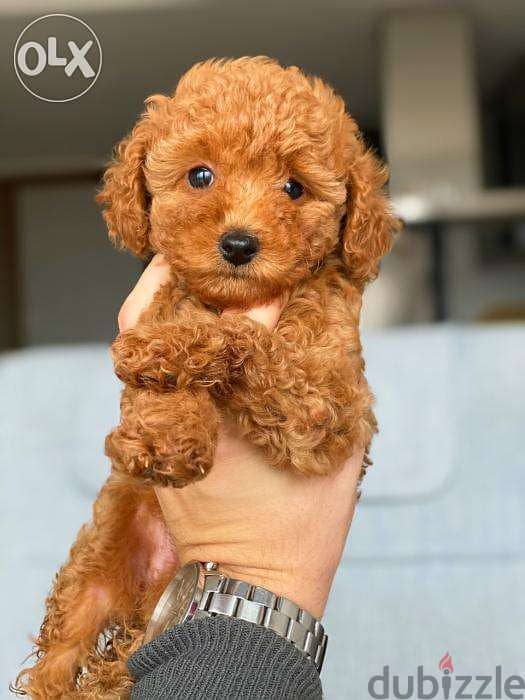 Toy Poodle Puppies dog كلاب - Delivery 0