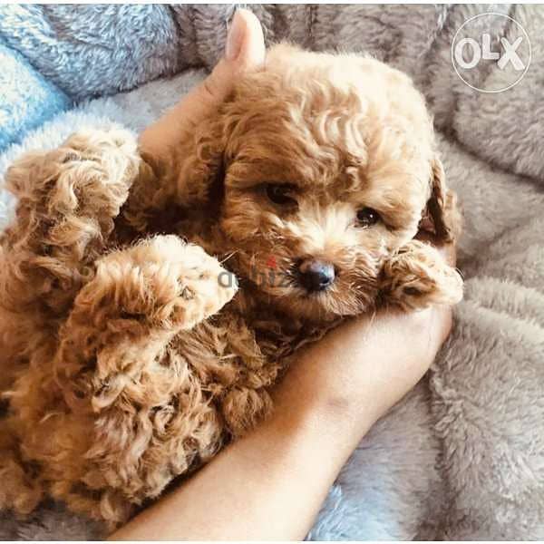 Baby Red Toy Poodle - Super Small and Sweet 0