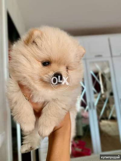 Cute small pomeranian Puppies/ Delivery/كلاب dog