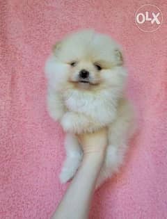 Pomeranian Dog كلاب  - Cuteness Overload Love