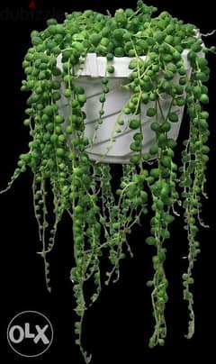 Hanging String of pearls 0