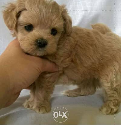 Cavapoo Brown apricot SUPER cute Imported