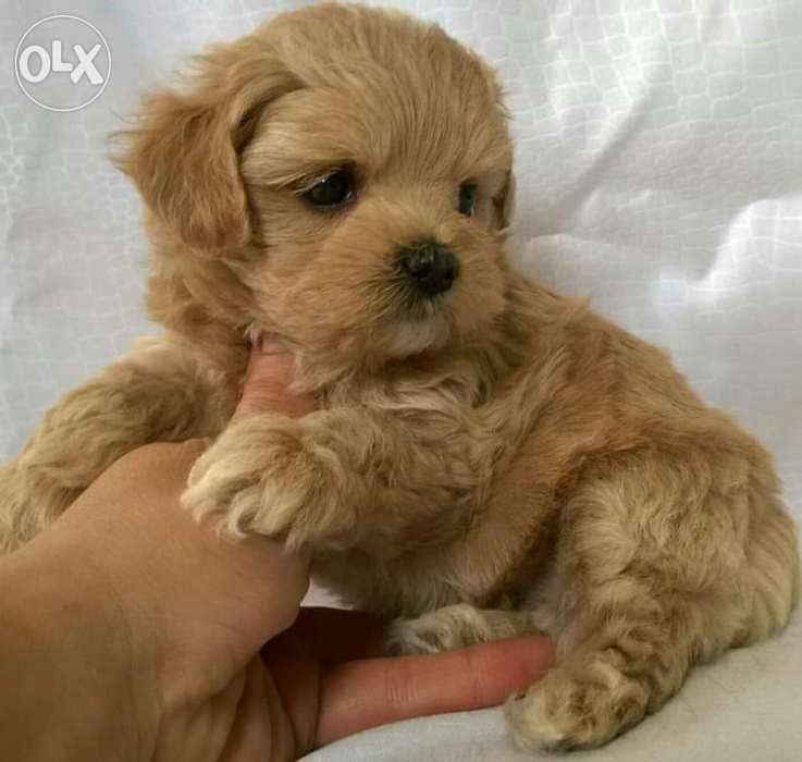 Cavapoo Brown apricot SUPER cute Imported 1