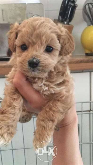 imported Gold color Maltipoo waiting for YOU 0