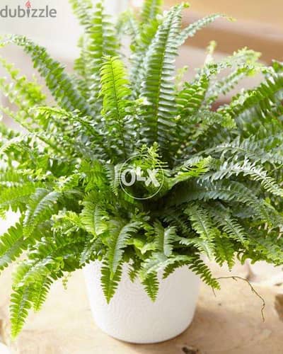 Boston fern