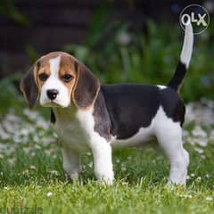 beagle available