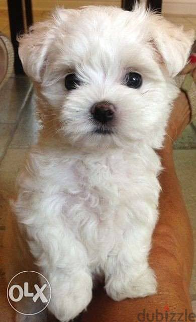 Bichon maltese puppies pure breed