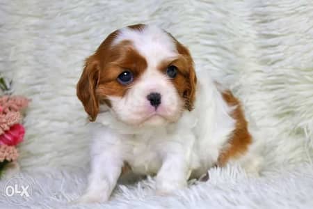 Little Cavalier King Charles Puppies in Store/ dog كلاب