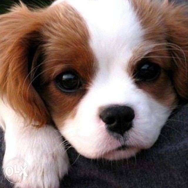 Cavalier king Charles Available in Shop/ Delivery Dog / كلاب 0