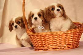 Cavalier King Charles (High Quality) Available now puppies كلاب