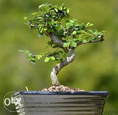 Carmona bonsai from Japan special price exclusive in lebanon