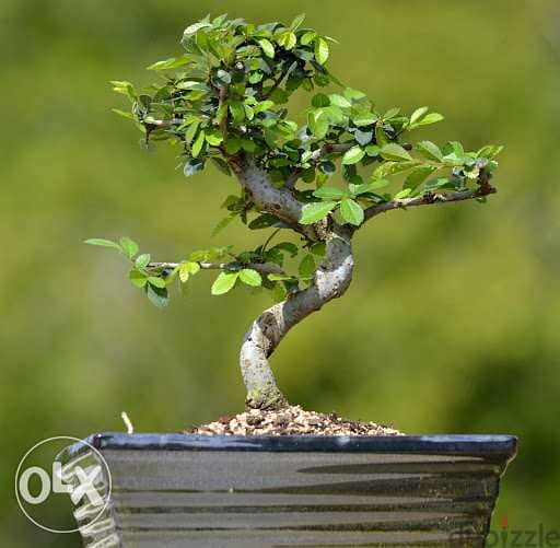 Carmona bonsai from Japan special price exclusive in lebanon 0