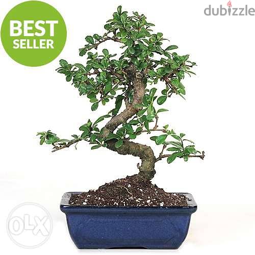 Carmona bonsai from Japan special price exclusive in lebanon 1