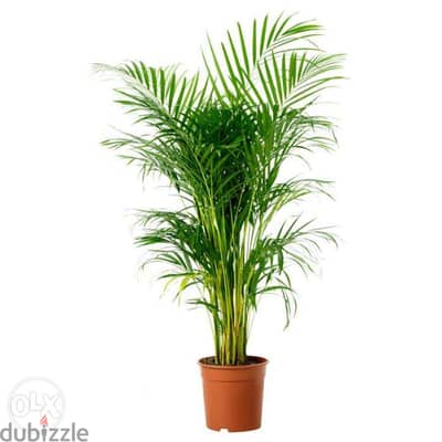 Areca King/ best prices in Lebanon