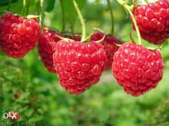 Raspberry plants شتول راسبيري 0