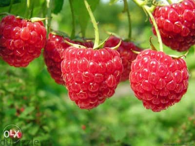 Raspberry plants شتول راسبيري