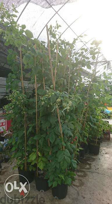 Raspberry plants شتول راسبيري 1