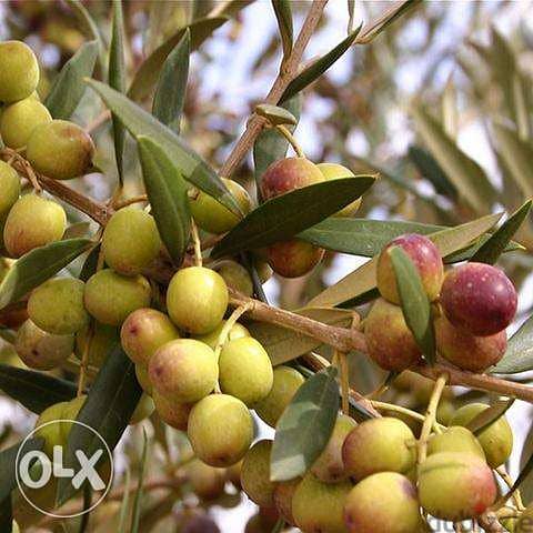 spanish Arbequina olive trees شجر زيتون إسباني آربيكانا 1