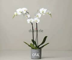 Orchid flower زهور الأوركيد best price in lebanon (Double LONG stem)