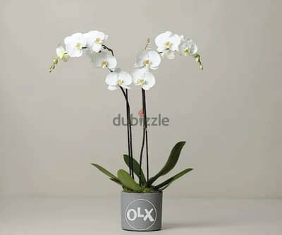 Orchid