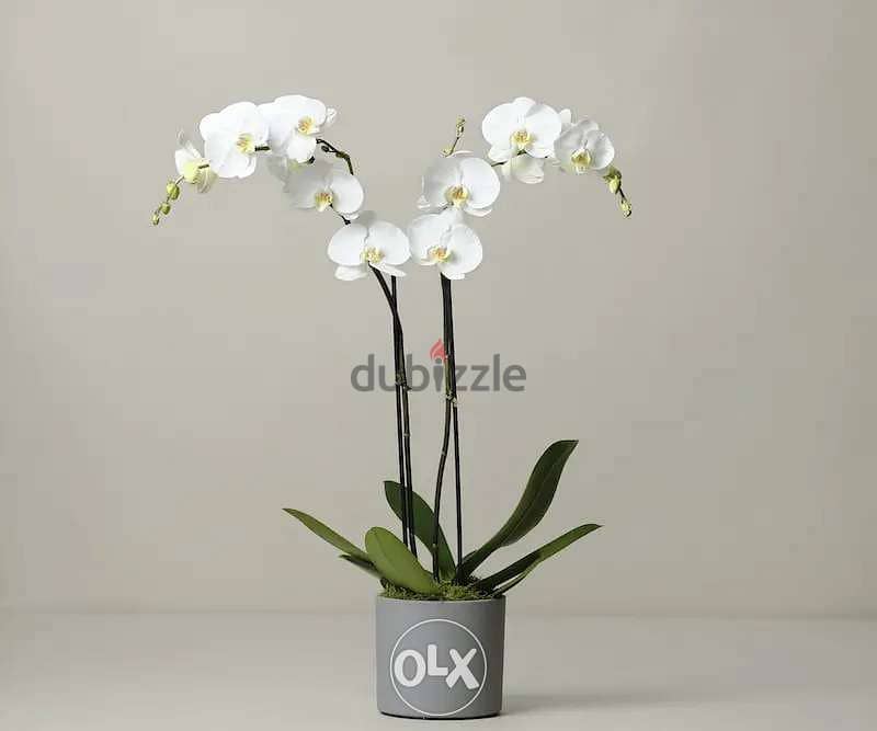 Orchid flower زهور الأوركيد best price in lebanon (Double LONG stem) 0