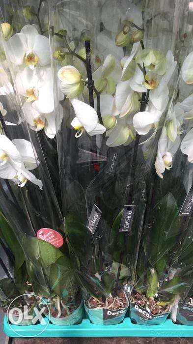 Orchid flower زهور الأوركيد best price in lebanon (Double LONG stem) 1