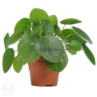 pilea chinese money plant