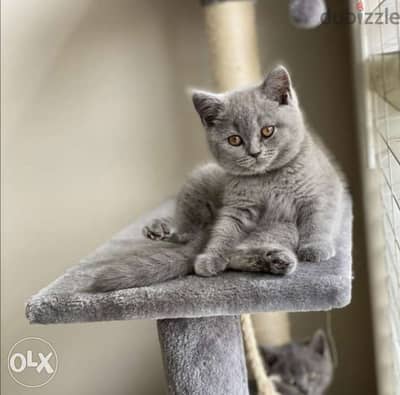 British Shorthair Kittens available now/ cat قطط