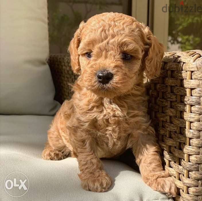 Poodle Puppy // dog كلاب 0