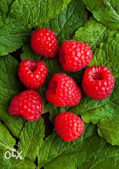 Italian raspberry plants شتول راسبيري إيطالي