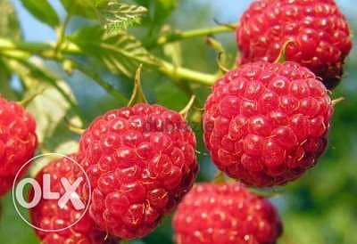 Italian raspberry plants شتول راسبيري إيطالي 1