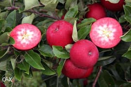 Redlove apple trees شجر تفاح سويسري أحمر من الداخل والخارج
