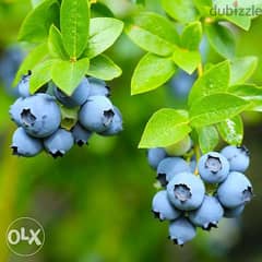 Blueberry plants from Spain شتول البلوبري من إسبانيا