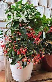 Ardisia