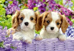 King Charles Cavalier puppies/dog كلاب / Delivery Available 0