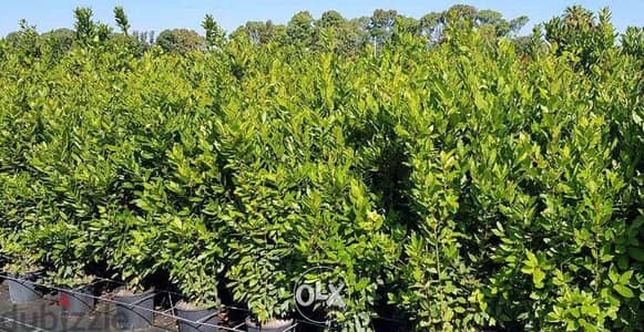 Italian Laurel trees شجر غار إيطالي