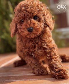 Charming Toy Poodle RED Puppies / dog كلاب 0