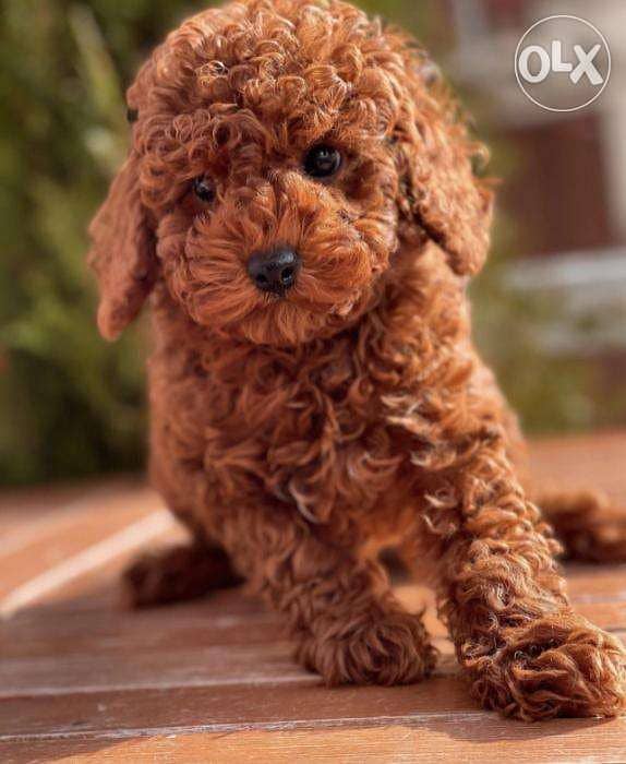 Toy poodle shop harga