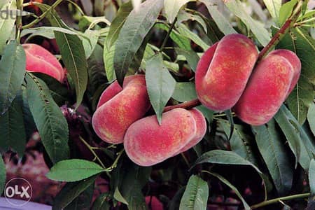 Italian peach trees