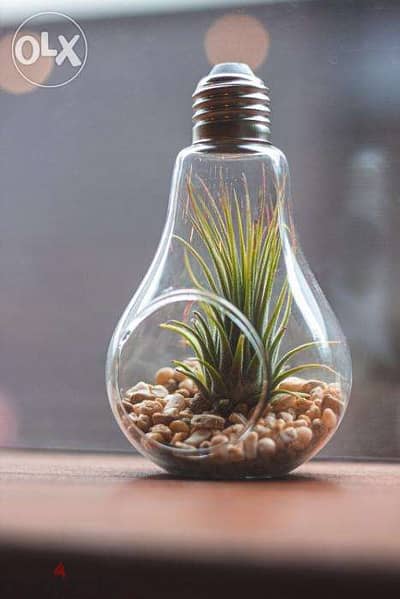 Air plant terrarium